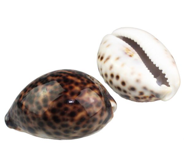 Muszle morskie ozdobne naturalne śr 6-8cm Cypraea Tigris 1szt