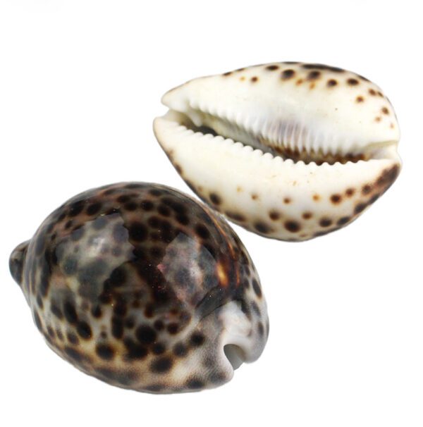 Muszle morskie ozdobne naturalne śr 5-6cm Cypraea Tigris mała 1szt