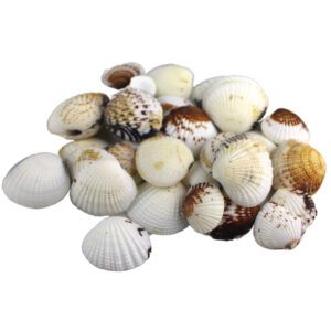 Muszle dekoracyjne naturalne morskie Muszle Balisa 100g