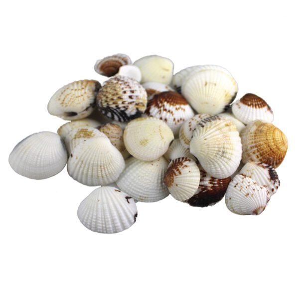 Muszle dekoracyjne naturalne morskie Muszle Balisa 100g