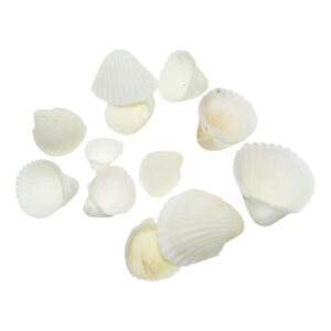 Muszle morskie naturalne muszelki dekoracyjne Muszle Clam Rose 100g