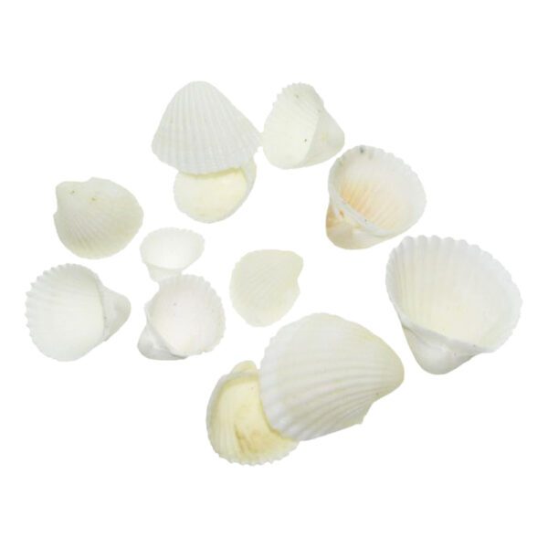 Muszle morskie naturalne muszelki dekoracyjne Muszle Clam Rose 100g