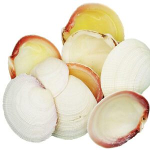 Muszle dekoracyjne piękne naturalne muszle Codacia Tigrena 200 g