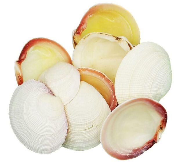 Muszle dekoracyjne piękne naturalne muszle Codacia Tigrena 200 g
