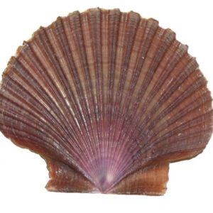 Muszle muszelki naturalne morskie naturalne Muszle Copa Flat 100g