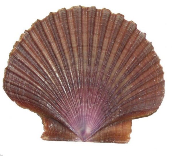 Muszle muszelki naturalne morskie naturalne Muszle Copa Flat 100g