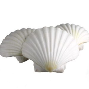 Muszla dekoracyjna piękna duża naturalna muszla Pecten Maximus BIAŁA 3 szt