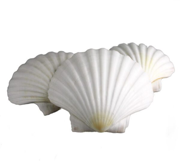 Muszla dekoracyjna piękna duża naturalna muszla Pecten Maximus BIAŁA 3 szt