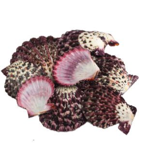 Muszla dekoracyjna do akwarium naturalna muszla Pecten Phallium 100 g