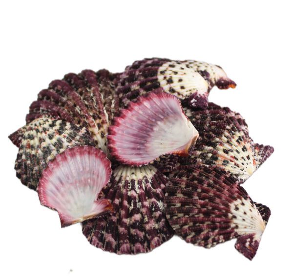 Muszla dekoracyjna do akwarium naturalna muszla Pecten Phallium 100 g