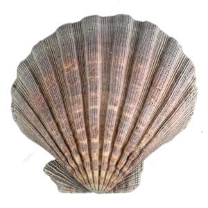 Muszla naturalna dekoracja morska duża Muszla Pecten Subnodosus 1 szt